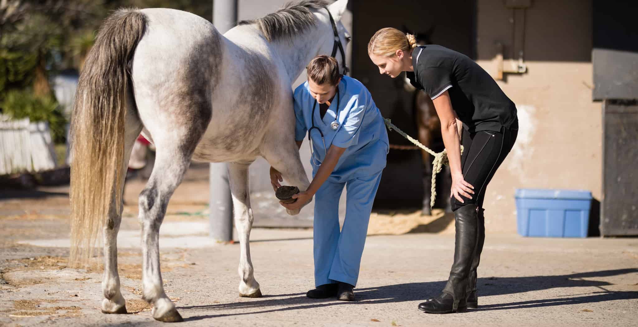 EQU Streamz spotting lameness in horses early and recommendations to treat