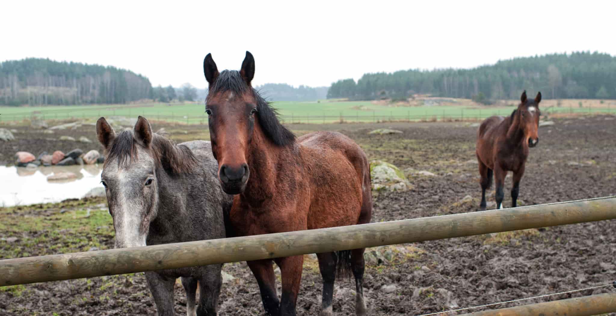 EQU Streamz are dieal for mud fever recovery and hoof issues relating to soft ground and muddy conditions.