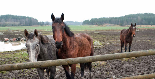 EQU Streamz magnetic horse bands mud fever and hoof issues relating to soft ground and muddy conditions health issues blog image