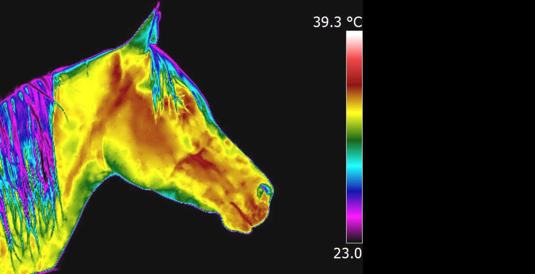 EQU Streamz advanced magnetic horse bands therapy blog on Thermal Imaging Study on StreamZ versus Traditional Magnets