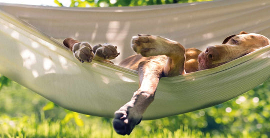 5 Canine Health Issues to Watch Out For in Summer