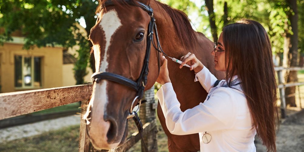 The Ultimate Guide to Masking vs Healing main image of vet giving injection