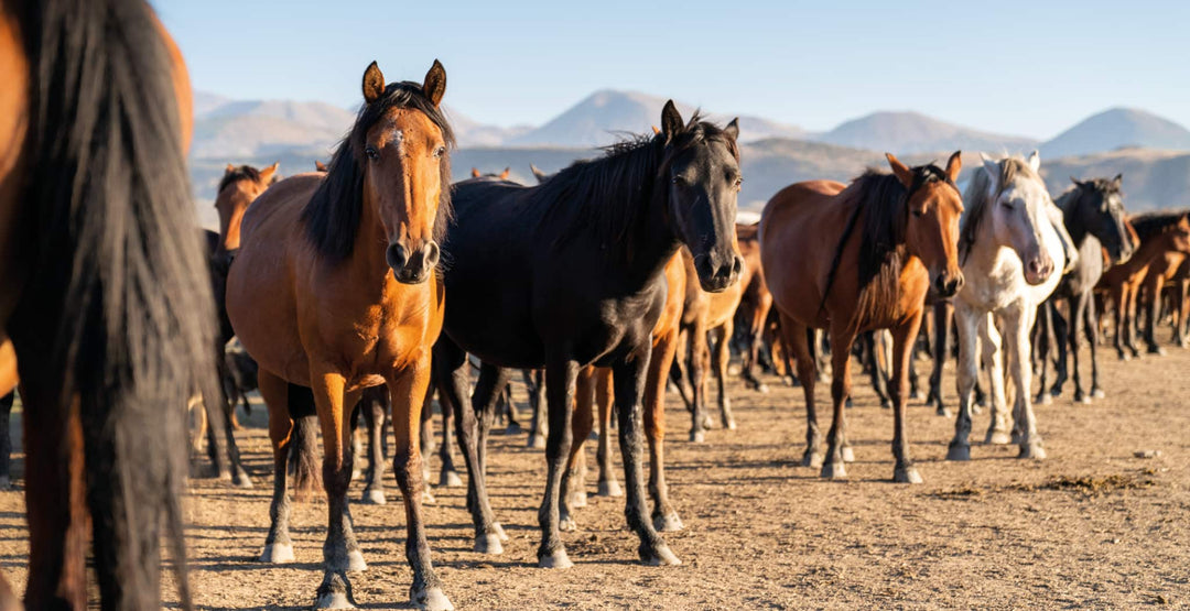Windgall Study In Horses | 25 Horses Using EQU StreamZ – StreamZ Global