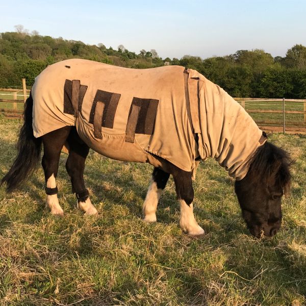 Arrow wearing a set of EQU StreamZ for supporting laminitis recovery