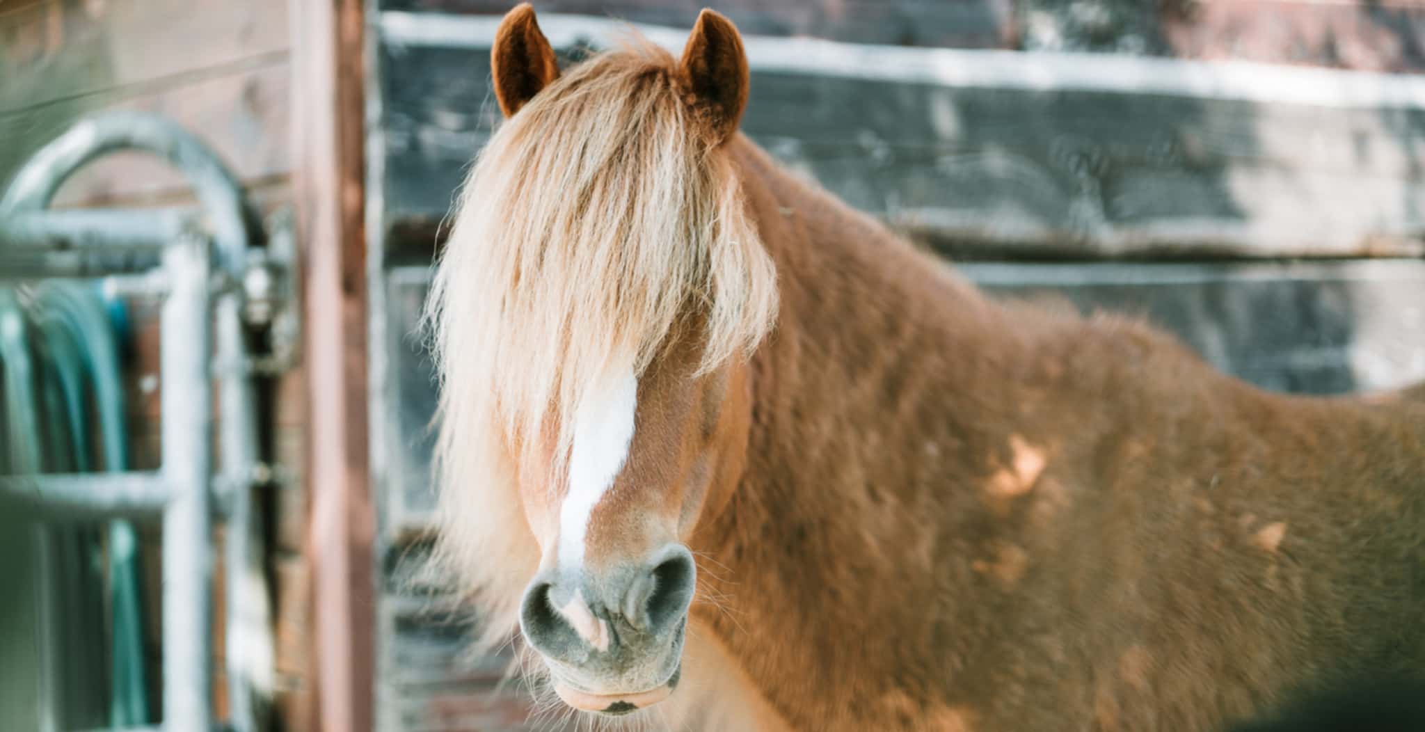 Cushing or PPID is a common condition in horses. Horse with long hair.