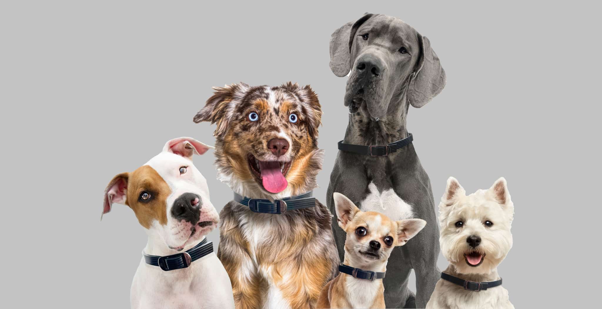 Magnetic dog collar pets at home shop