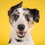 DOG Streamz magnetic pain relief collar on border collie