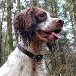 DOG Streamz magnetic pain relief collar on springer spaniel 