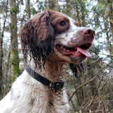 DOG Streamz magnetic pain relief collar on springer spaniel 