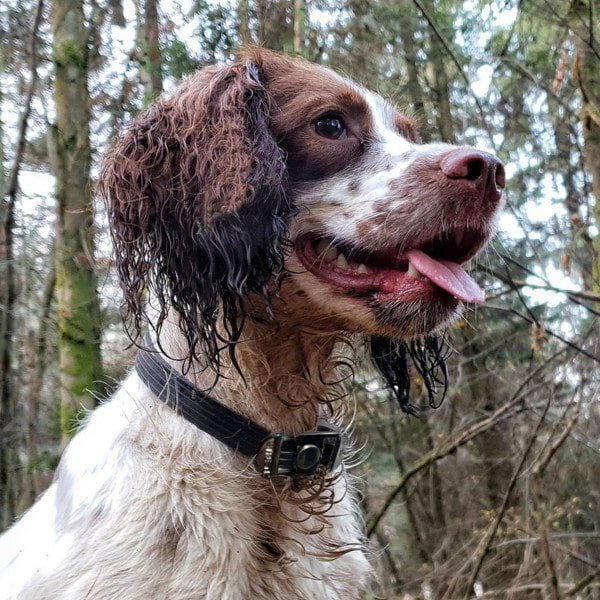 DOG Streamz magnetic pain relief collar on springer spaniel 