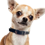 DOG Streamz magnetic pain relief collar on Chihuahua 