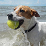 DOG Streamz magnetic pain relief collar on jack russell