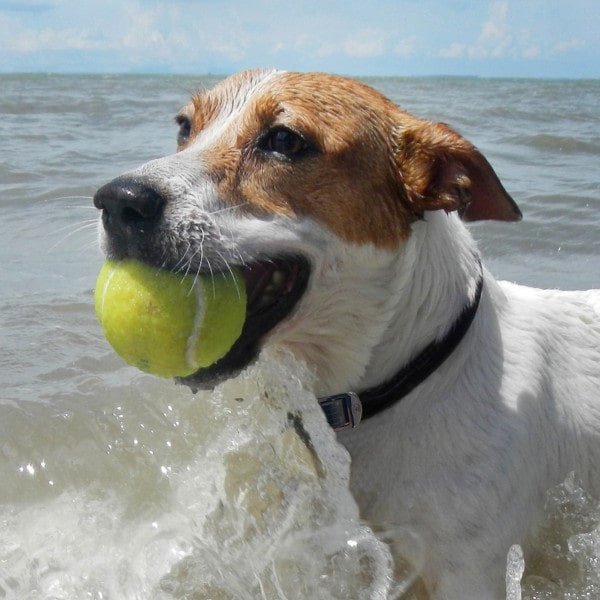 DOG Streamz magnetic pain relief collar on jack russell