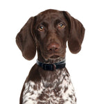 DOG Streamz magnetic pain relief collar on pointer