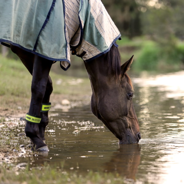 EQU Streamz turnout strips on horse in river