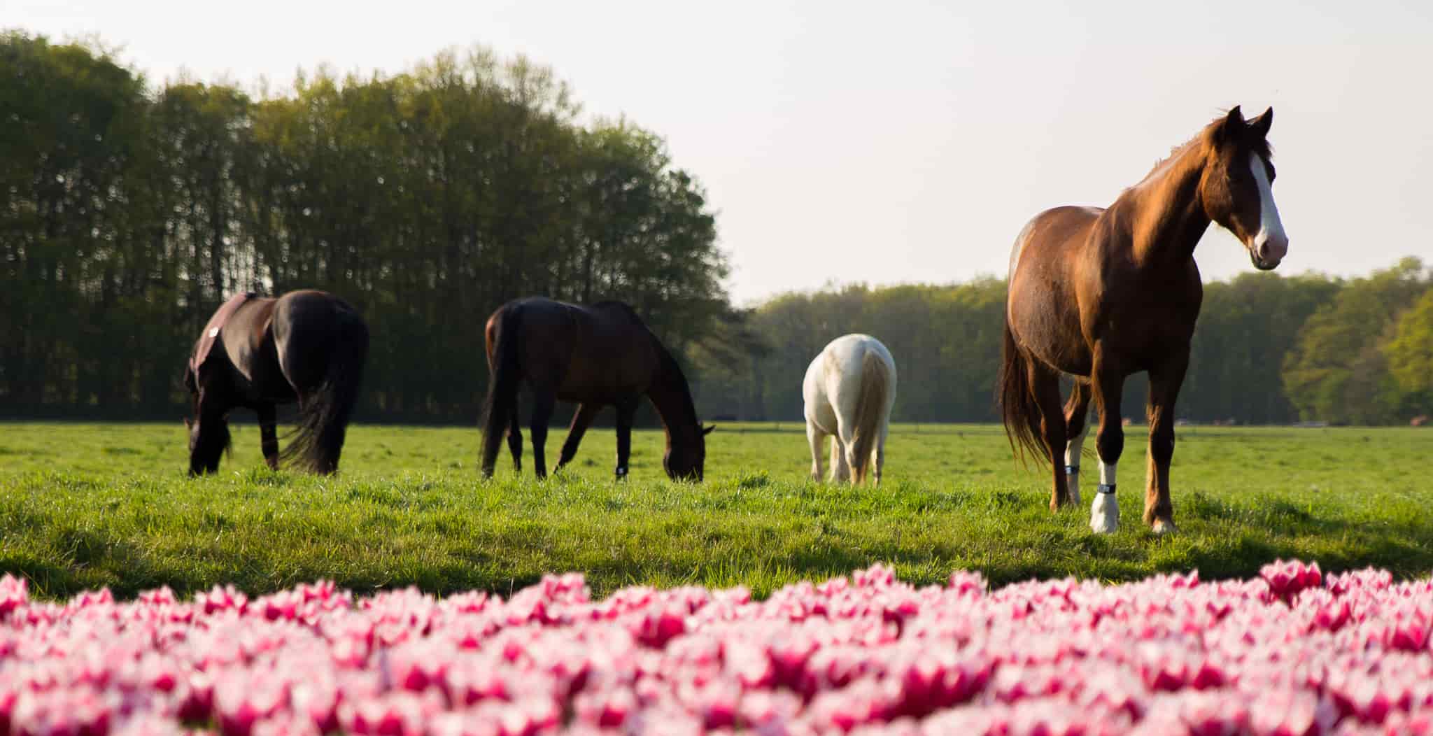 EQU Streamz magnetic horse bands are suitable for use in spring and all seasons