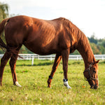 A brown horse grazing in a green field, wearing 24x7 suitable equ streamz horse leg wraps.