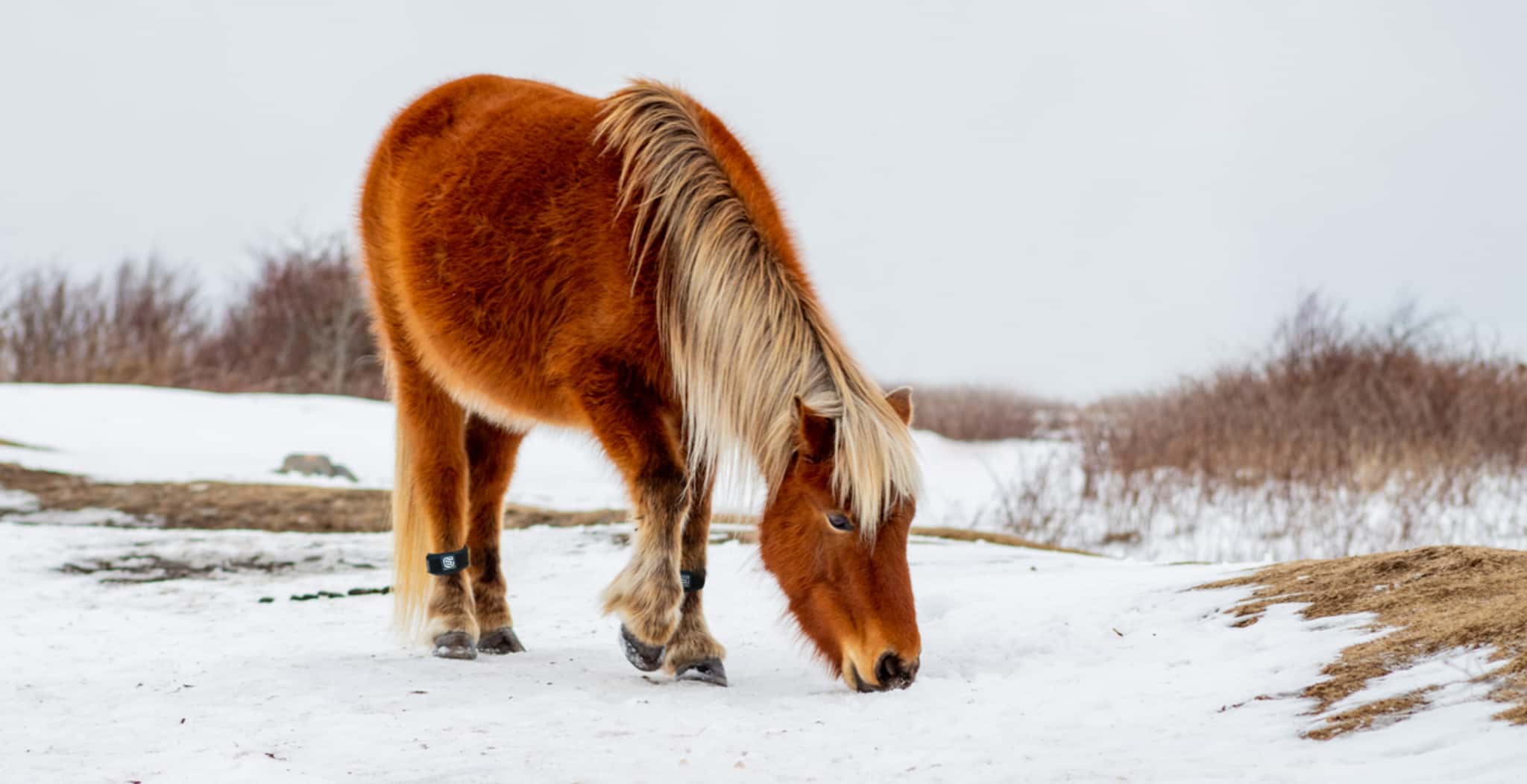 EQU StreamZ magnetic horse bands in the snow; suitable for all season including winter