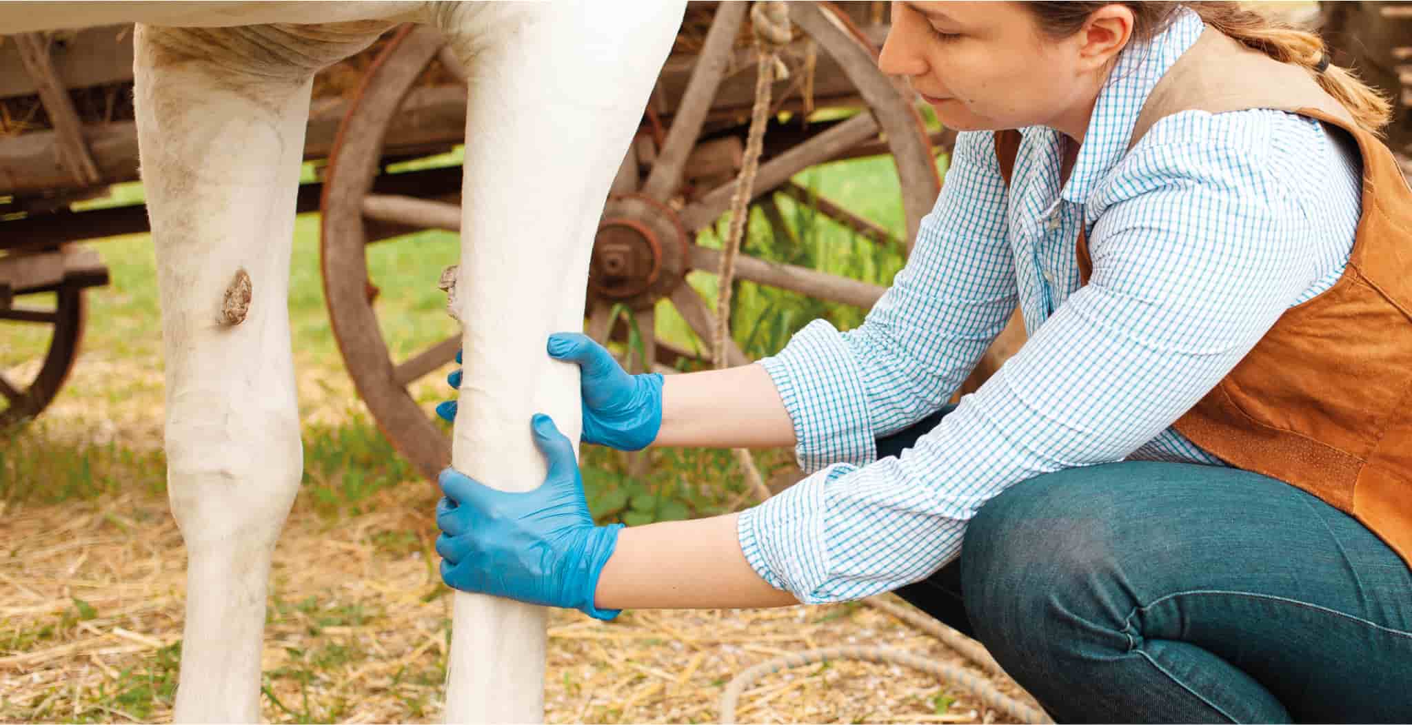 EQU streamz magnetic bands study on horses with inflammation issues in their legs women inspecting swollen leg