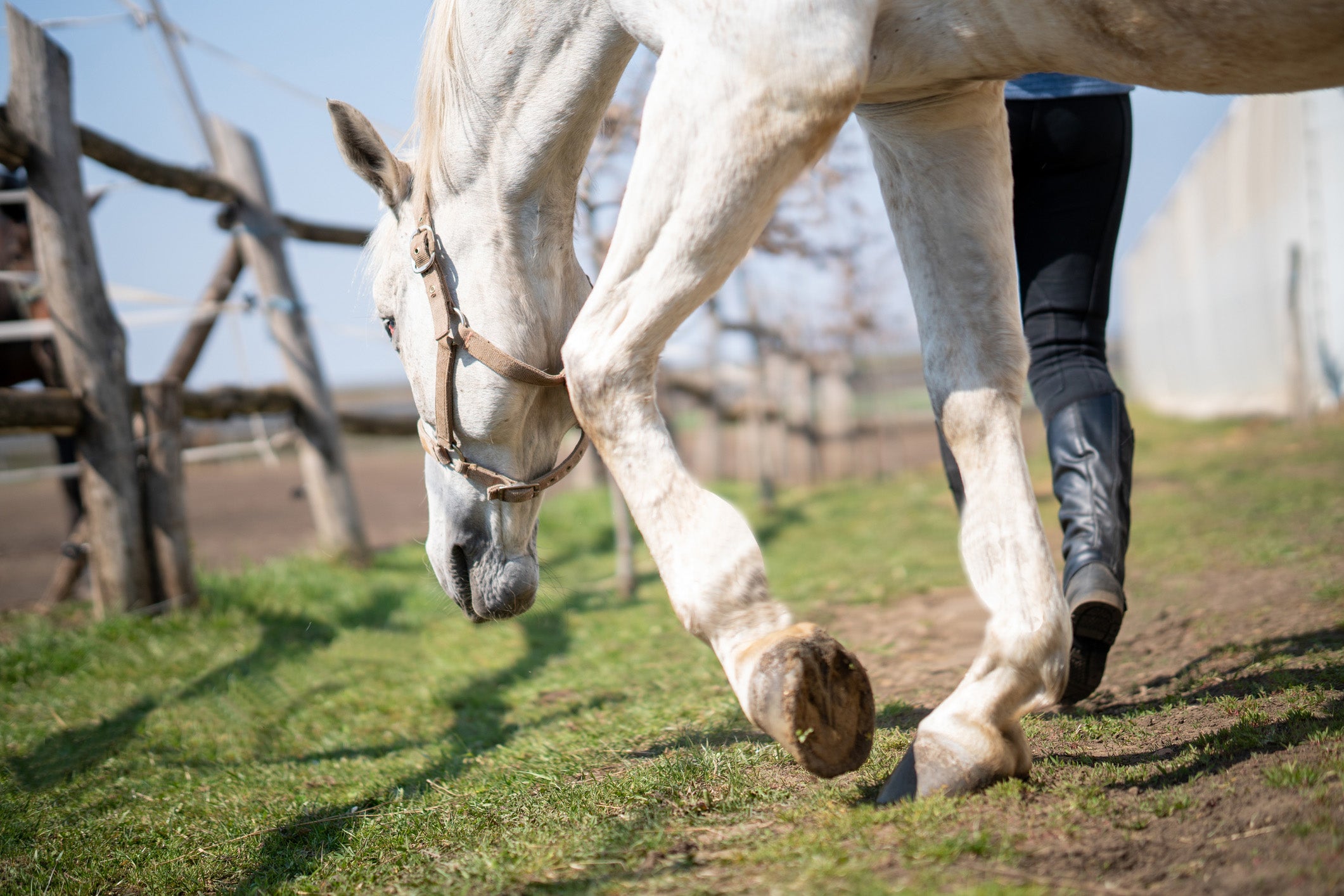 EQU Streamz help edema in horses horse with swollen leg