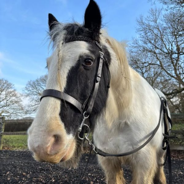 Jake the horse wearing his EQU StreamZ for laminitis support