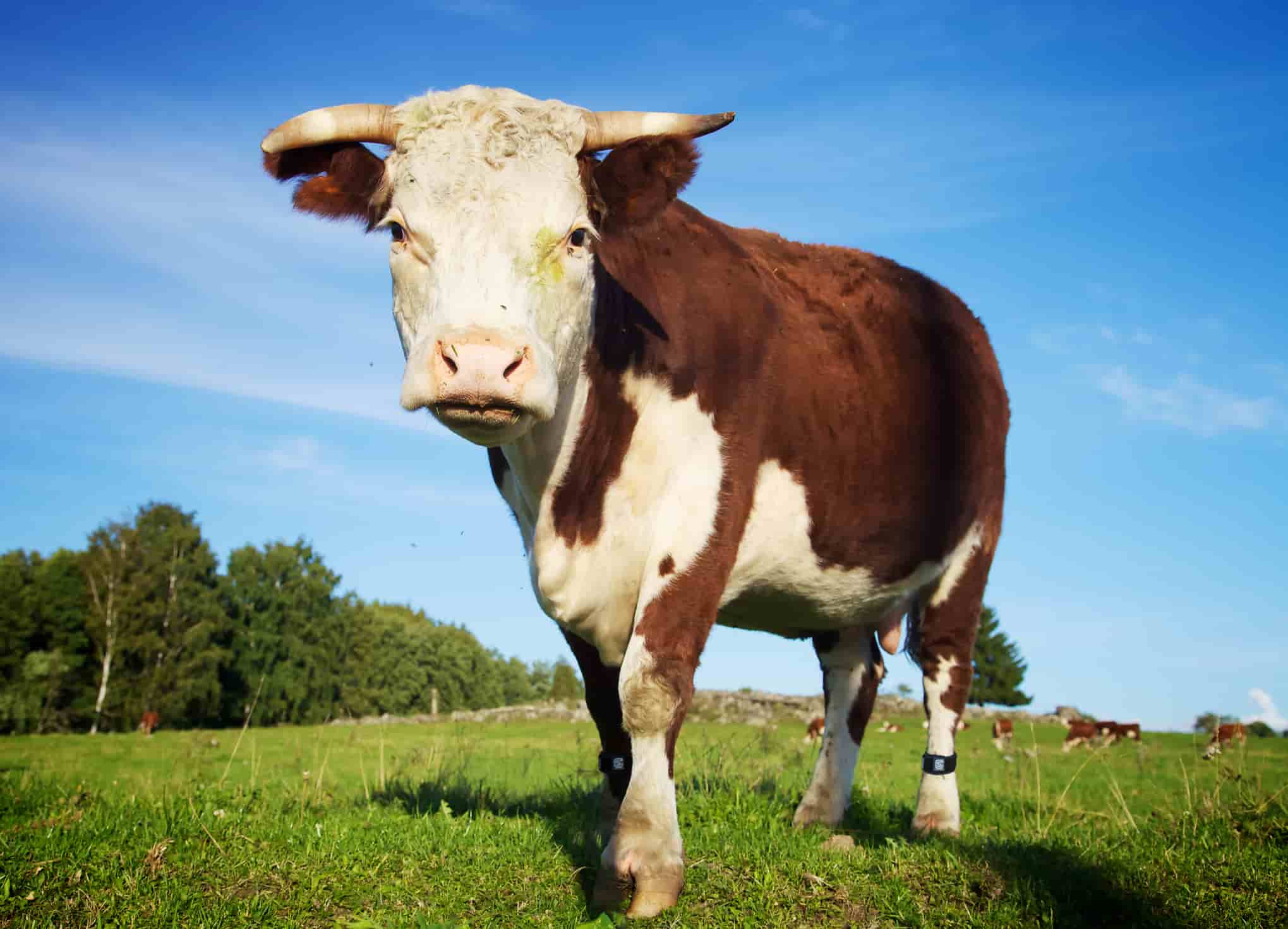 MOO Streamz bull in streamz bands in field with blue sky