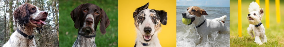 DOG Streamz magnetic therapy collars on display across 5 dogs different breeds 