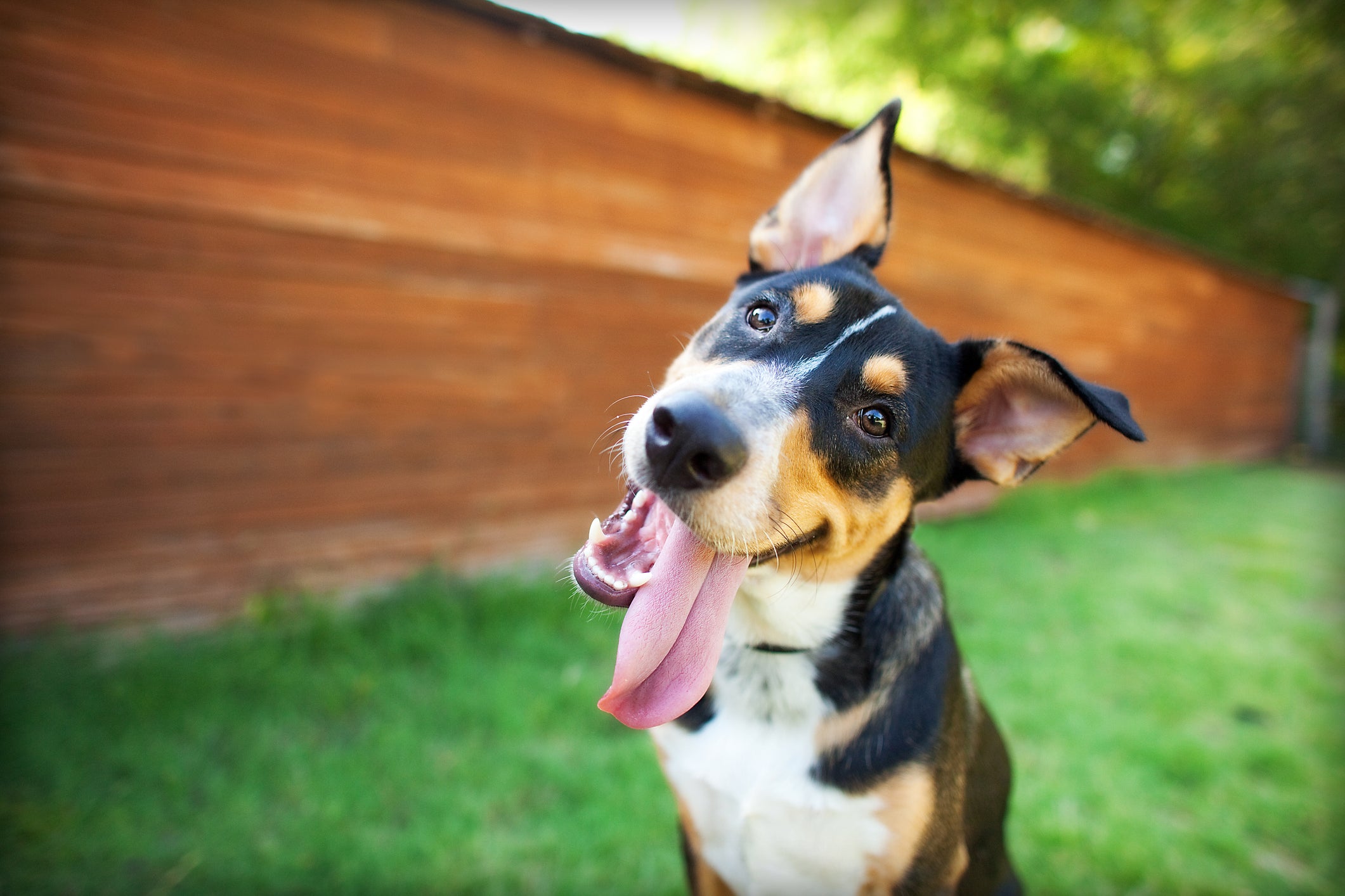 DOG StreamZ impact on canine behaviour. Anecdotal study carried out by Dogzaloud The aim of this study was to create efficacy evidence to support claims that StreamZ supports behaviour issues in dogs