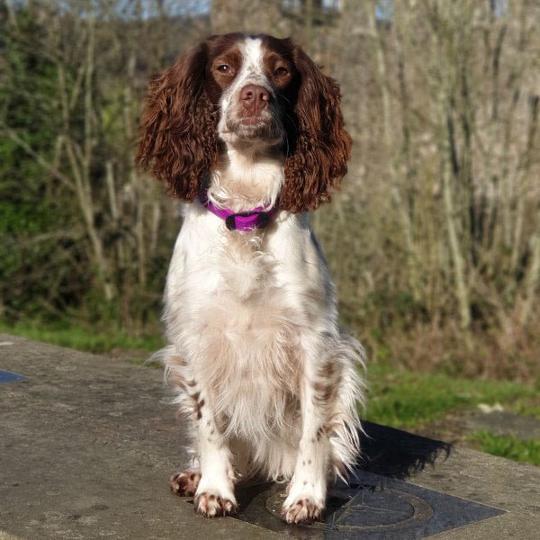 Dora in DOG Streamz collar in purple for joint care and wellbeing