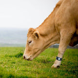 MOO Streamz magnetic bands for cows. Magnetic therapy for bovine industry. Image of bands on dairy cow.