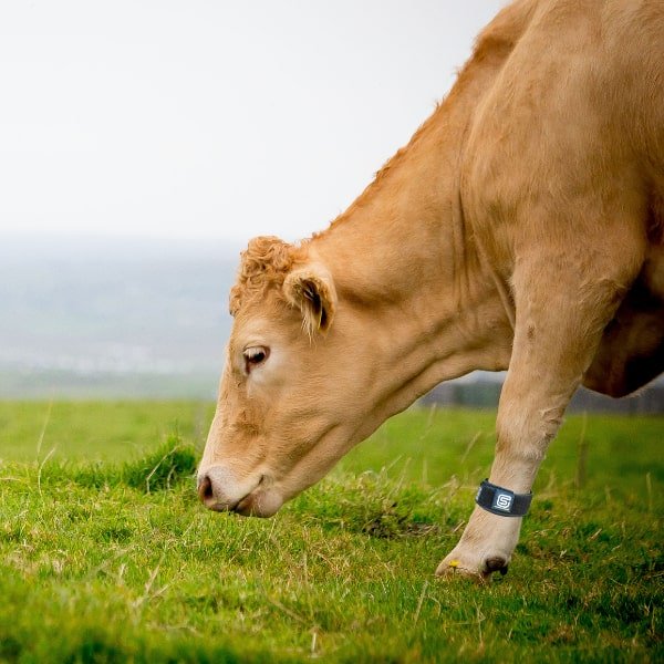 MOO Streamz magnetic bands for cows. Magnetic therapy for bovine industry. Image of bands on dairy cow.